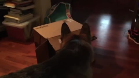 Cat Inside Box Scares Dog With Punch | Funny Video