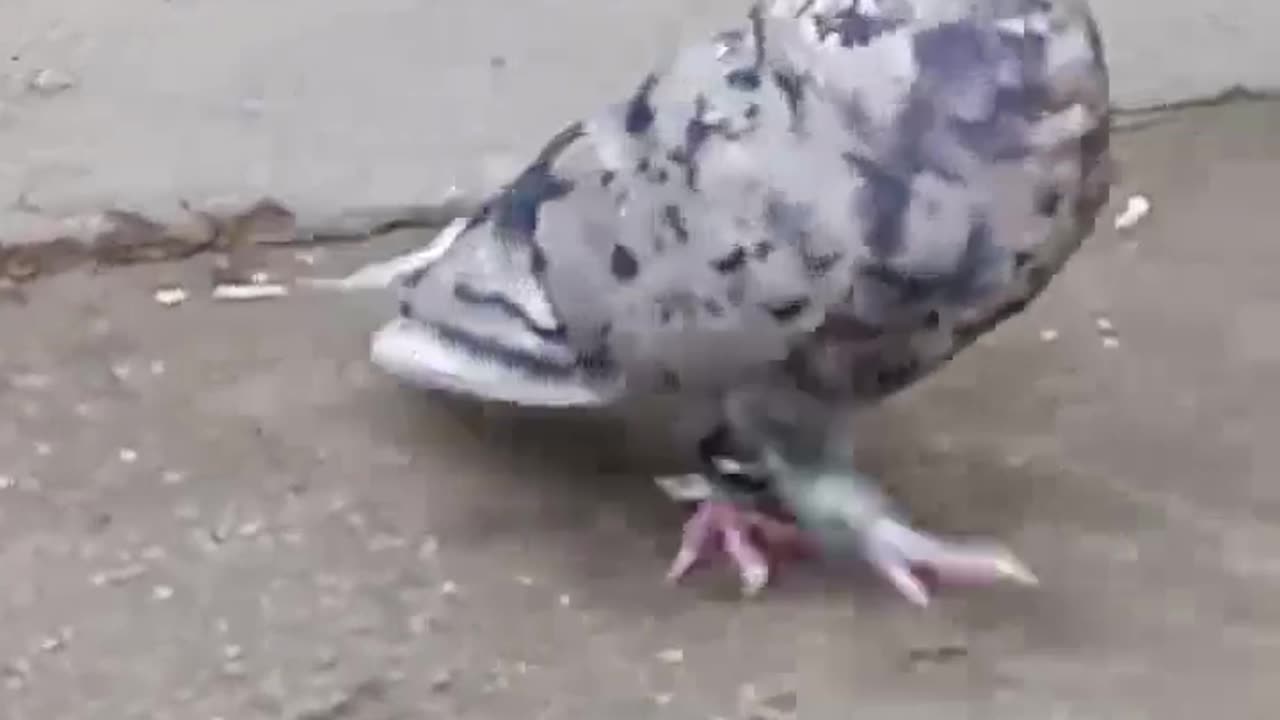 Beautiful pigeon