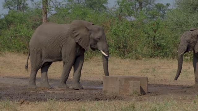 Two elephants playing