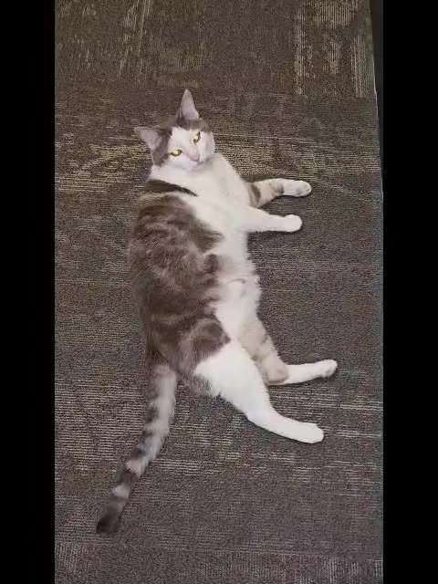 Mr. Rocky Lounging Around