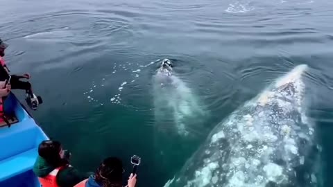 Magical moments with the gigantic gray whales