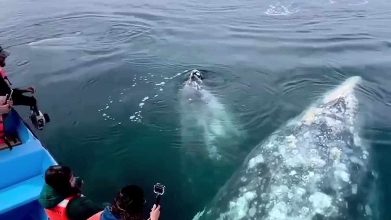 Magical moments with the gigantic gray whales