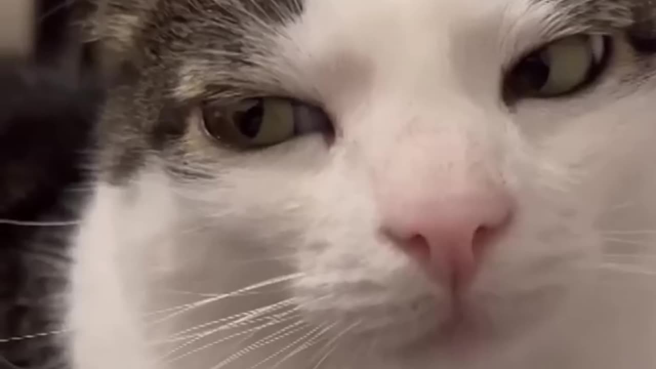 😺 Cats Being Cat 😺