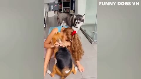 funny animal video 2022 , funniest video dogs and cats