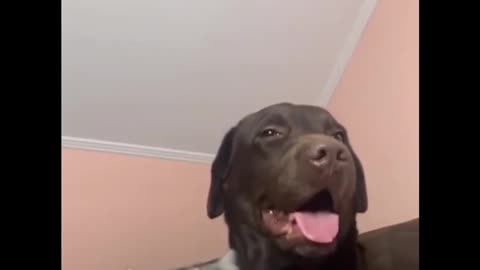 dog saliva got into the cat's mouth.mp4