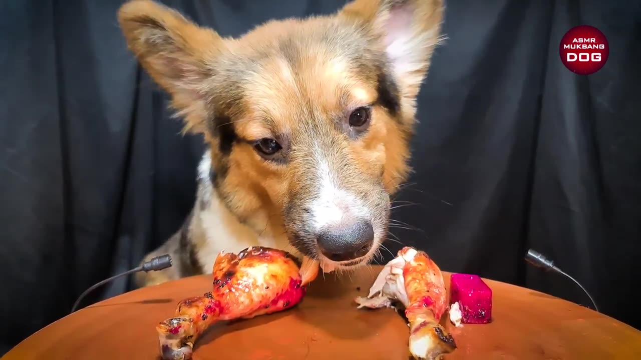 Dog eating dragon chicken furiously