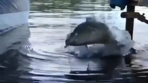 This is a beautiful and charming water-dwelling species