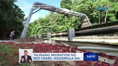 Taunang migration ng red crabs, nagsimula na