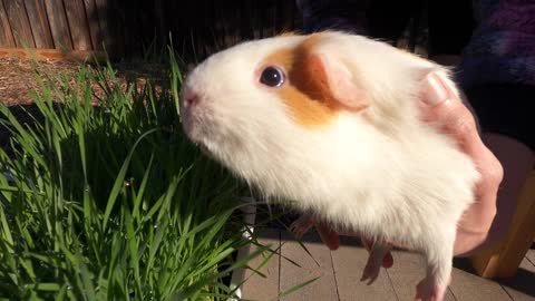 Butternut demands hand feeding!