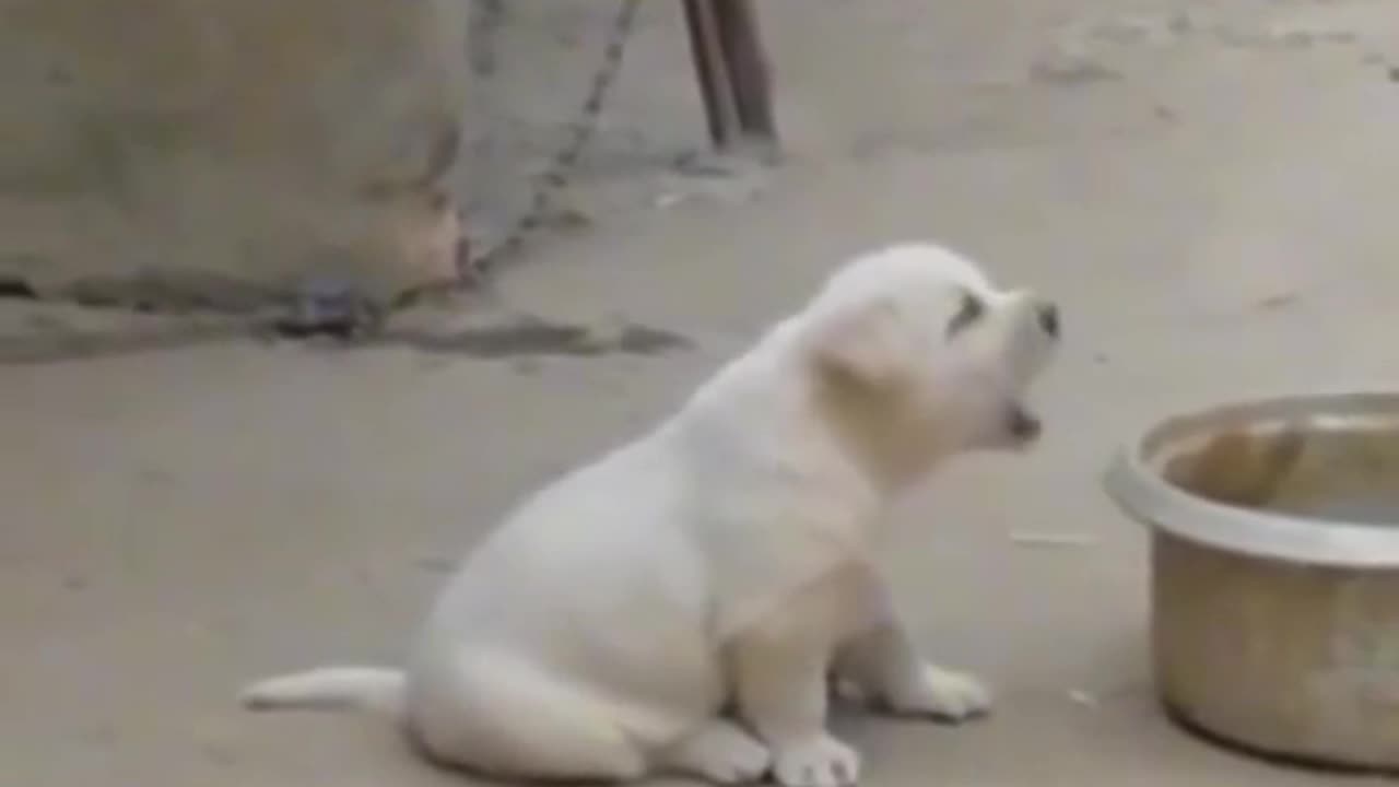 Little cap is revenge for dog funny video #funny #virul