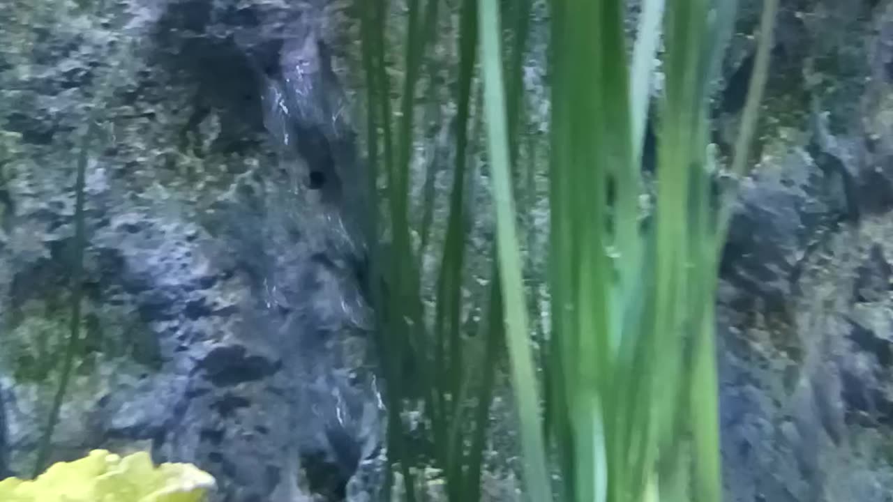 Sea life