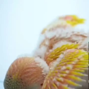 0 Days #shorts #budgies #babybudgie @Subhan Birds #subhanbirds