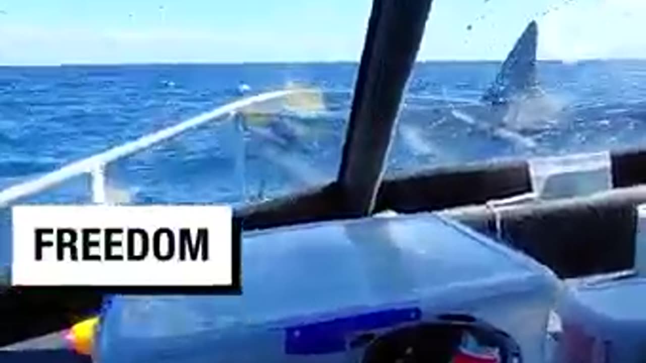 Shark leaps onto a fishing boat