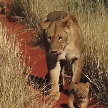 mommy lion 😍😍😍