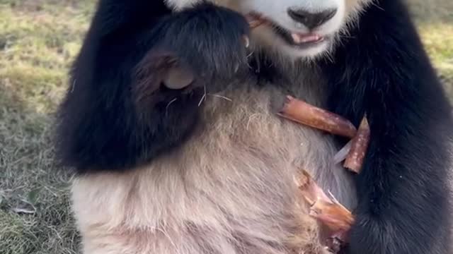 The sound of eating bamboo shoots cures Panda # National treasure Panda