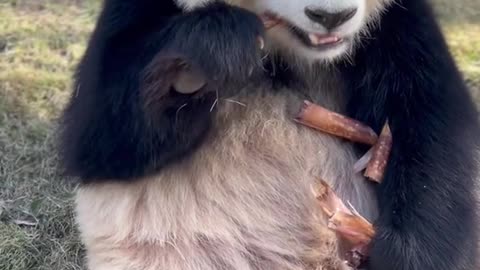 The sound of eating bamboo shoots cures Panda # National treasure Panda