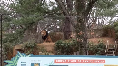 Lion roaring in zoo