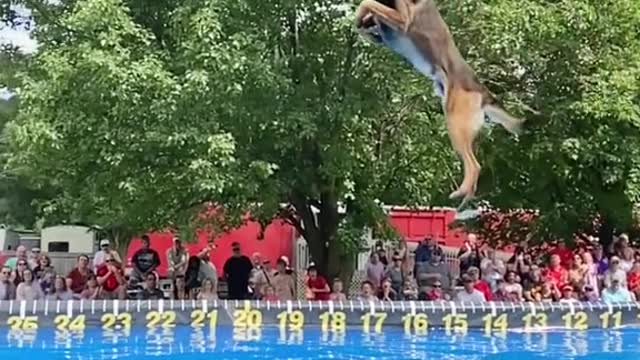 This dog can fly 🤯