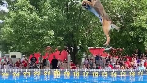 This dog can fly 🤯