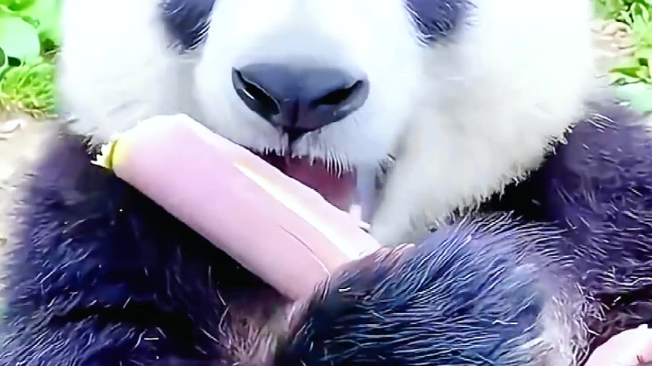 Pandas eat bamboo