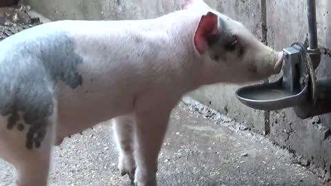 Westmont High School - 2016 Farm Fun Fest #2