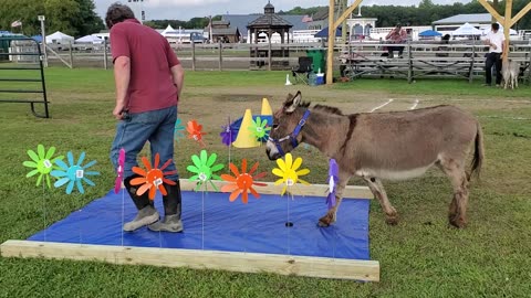 Flint doing the obstacle course at liberty