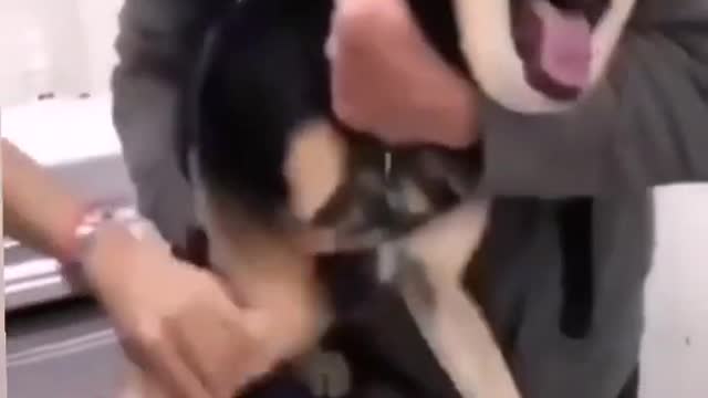 funny dog 😂🤣#Shorts🐶😜