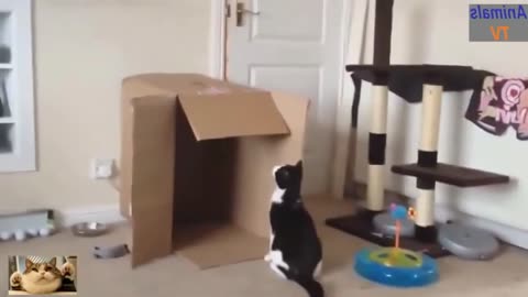 funny animal comp11