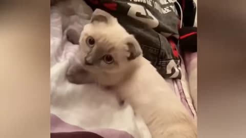 Hold your laughter for 5 minutes, funny cat behavior videos make you laugh -