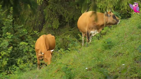 COWS MOOING AND GRAZING IN A FIELD