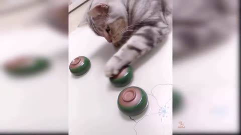 Moat satisfying Funny cat video 😂🤣