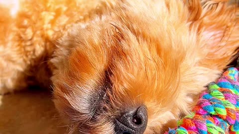 Cute Puppy Sunbathing With Her Toys