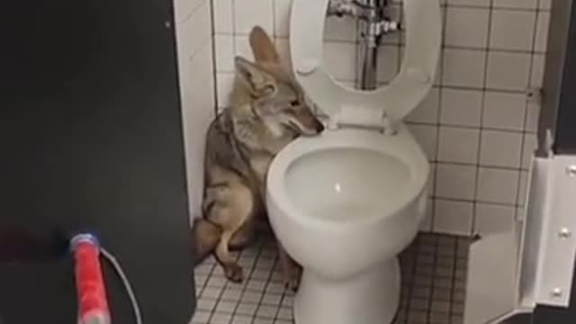 A coyote was caught hiding in a restroom