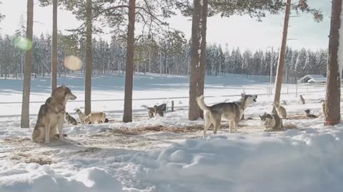 Husky dogs in Northern Finland - safari with huskies in Finnish Lapland husky dog winter puppy dogs