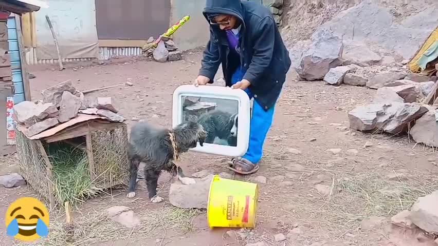 Having fun Frank with dog |You should never do that. Take precautions