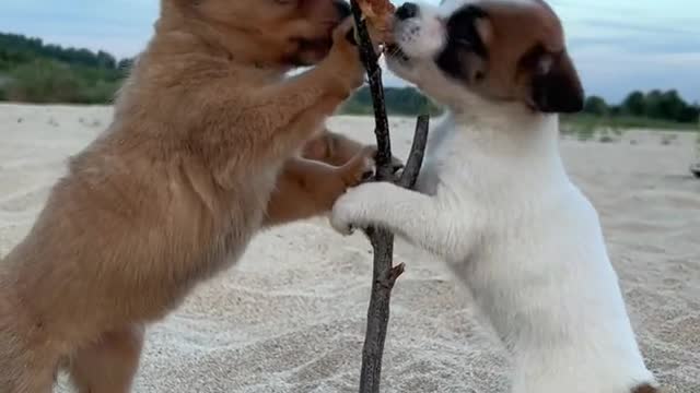 This dog is serious, and finally the other puppy is