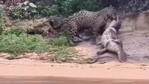 Leopard hunts a crocodile!👀 🐆