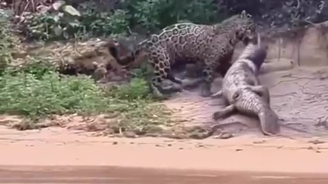 Leopard hunts a crocodile!👀 🐆