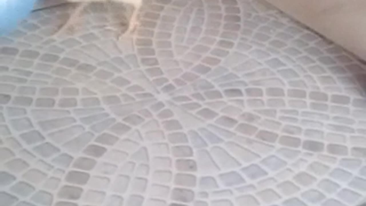 Funny video