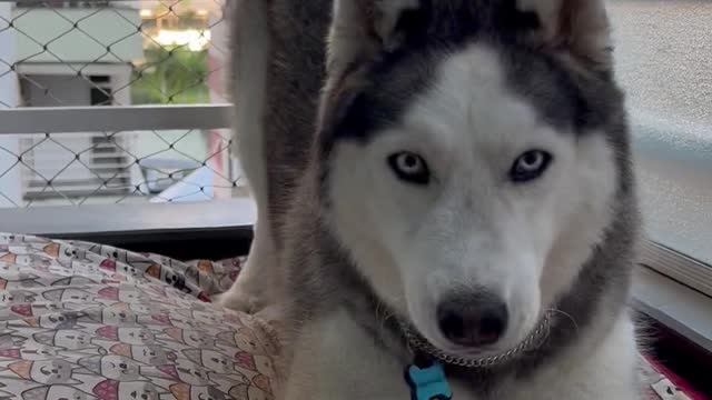 Playful Husky Tries to Dig on Mattress