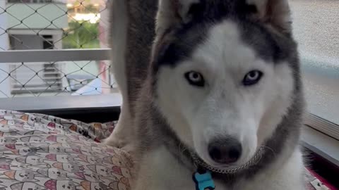 Playful Husky Tries to Dig on Mattress