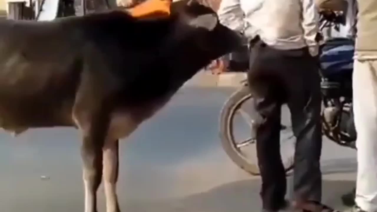 Cow and man funny shorts video