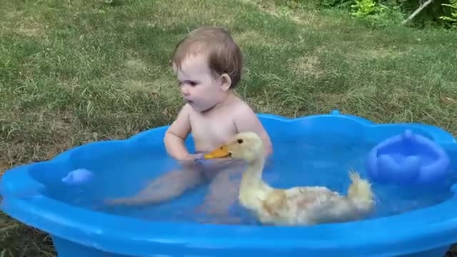 Funny Baby Duckling in the Pool