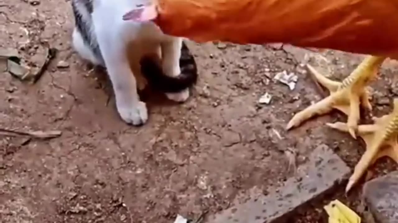 Cat vs Chicken funny fight