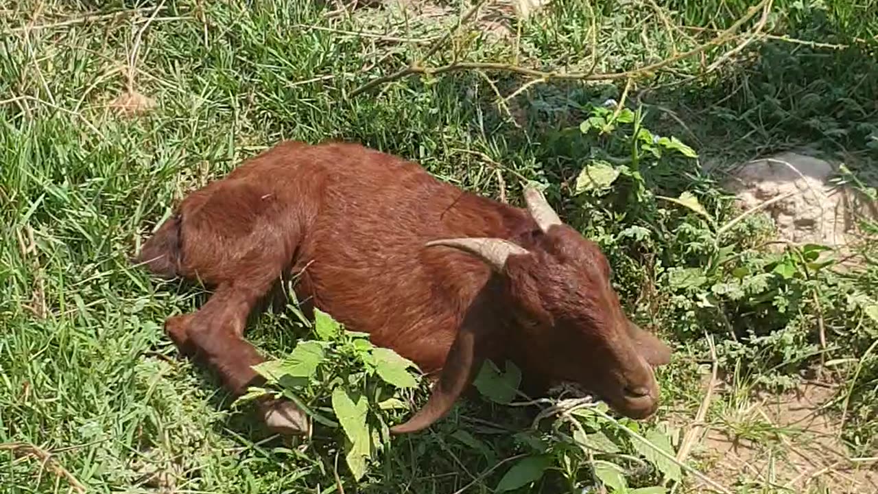 cute goat, how this one look so cute goat