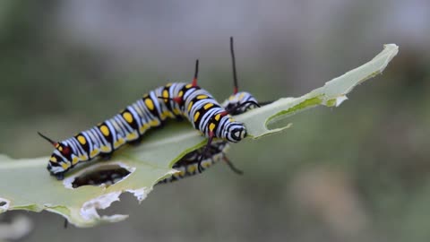 Caterpillar