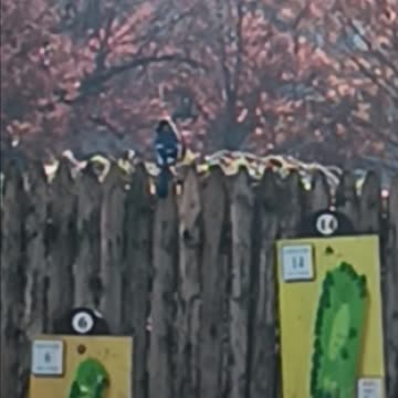 Bluejay backyard
