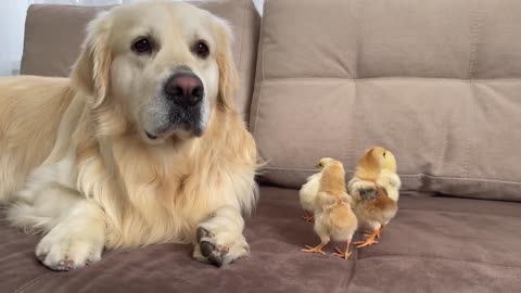 What does a Golden Retriever do when sees Baby Chicks