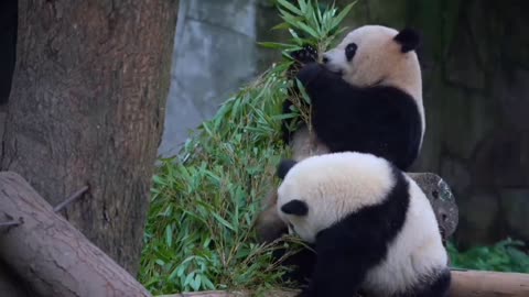 Giant pandas eat bamboo