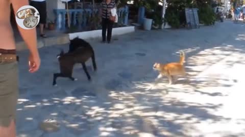 Cats vs Dogs fights - angry cats vs dogs funny compilation